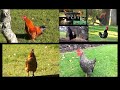 Youtube Thumbnail title
