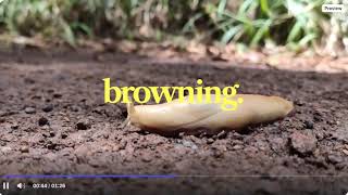 Enzymatic browning prevention by EDTA &amp; Ascorbic acid