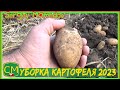 Уборка картофеля 2023. Potato harvesting 2023