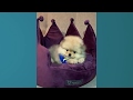 Funny Pomeranian | Cute Pomeranian | Mini Pomeranian Compilation #4