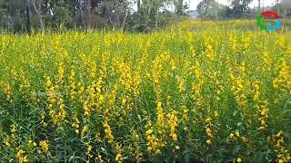 Katte Puvvula Soyagam