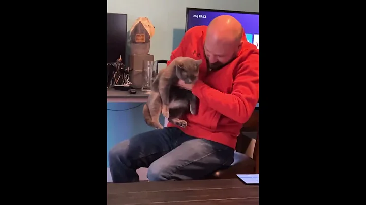 Video 9375171: cats catlover cute funny, cute cat cutie