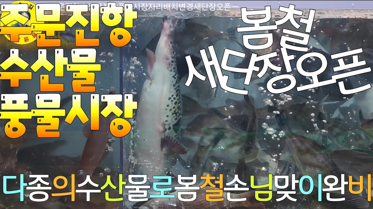 水産市場 주문진항 수산물 풍물시장 싱싱한수산물완비 손님맞이완비 시세정보 견문록♡삶2403/Jumunjin port fish market, korea