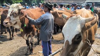 9 juta nego !! Babon Muda Kurus Harga Murah Meriah !! Pasar Tuban Terbaru