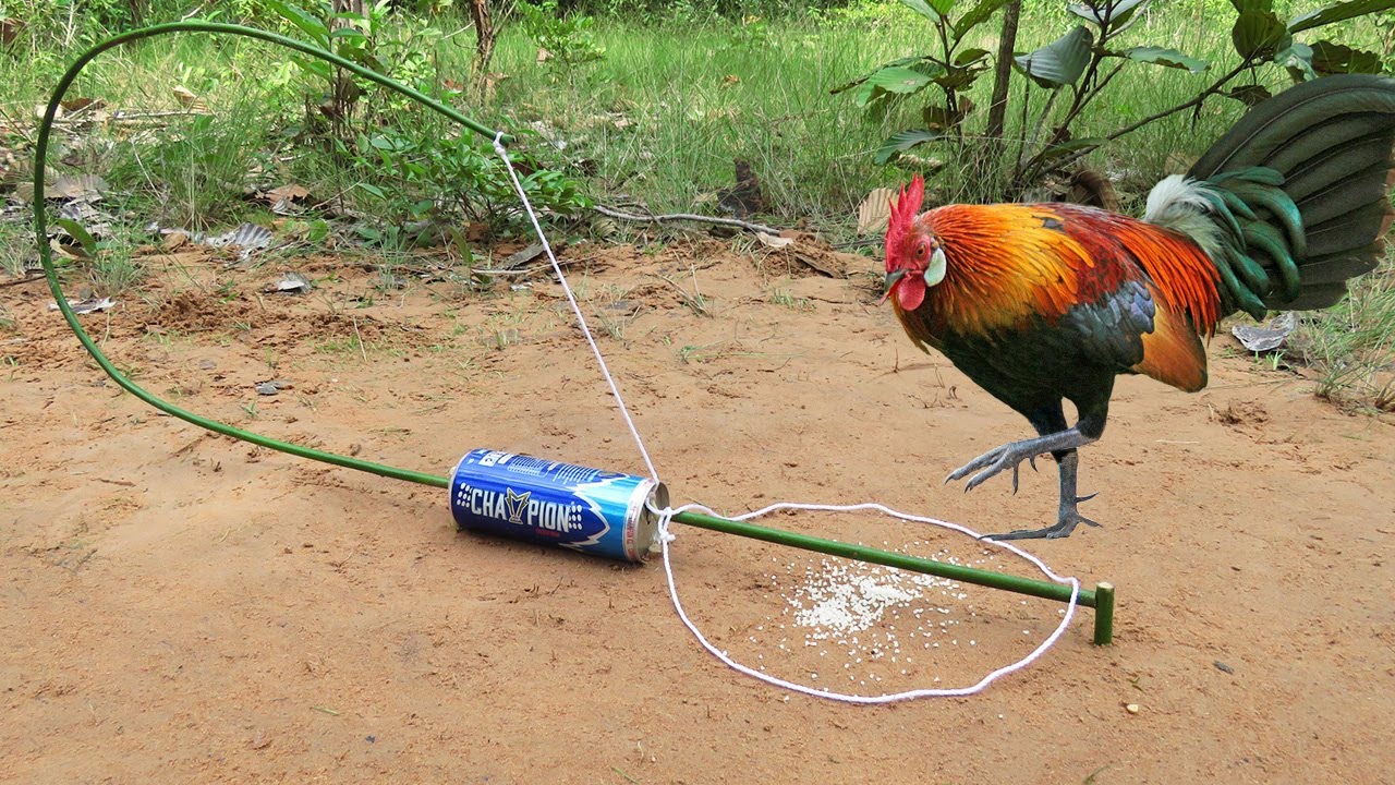 Easy Wild Chicken Trap Using CHAMPION Cans & Wood Amazing Bird Trap