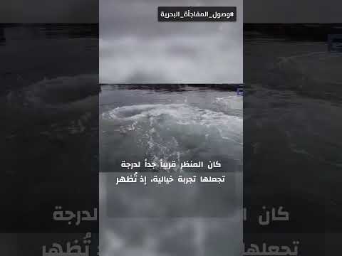 حوتان حدبيان يفترسان سرب أسماك في المرفأ