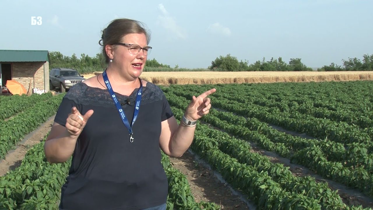 PRSKANJE PAPRIKE - OLUJNI LETAČI na paprici - šta je to uopšte ??!! Kako se boriti - PRAVILA ZAŠTITE