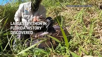 Largest python in Florida history discovered