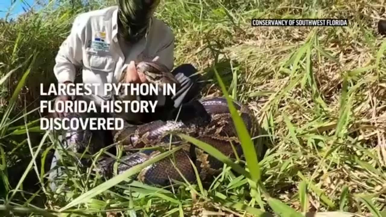 Largest python in Florida history discovered - YouTube