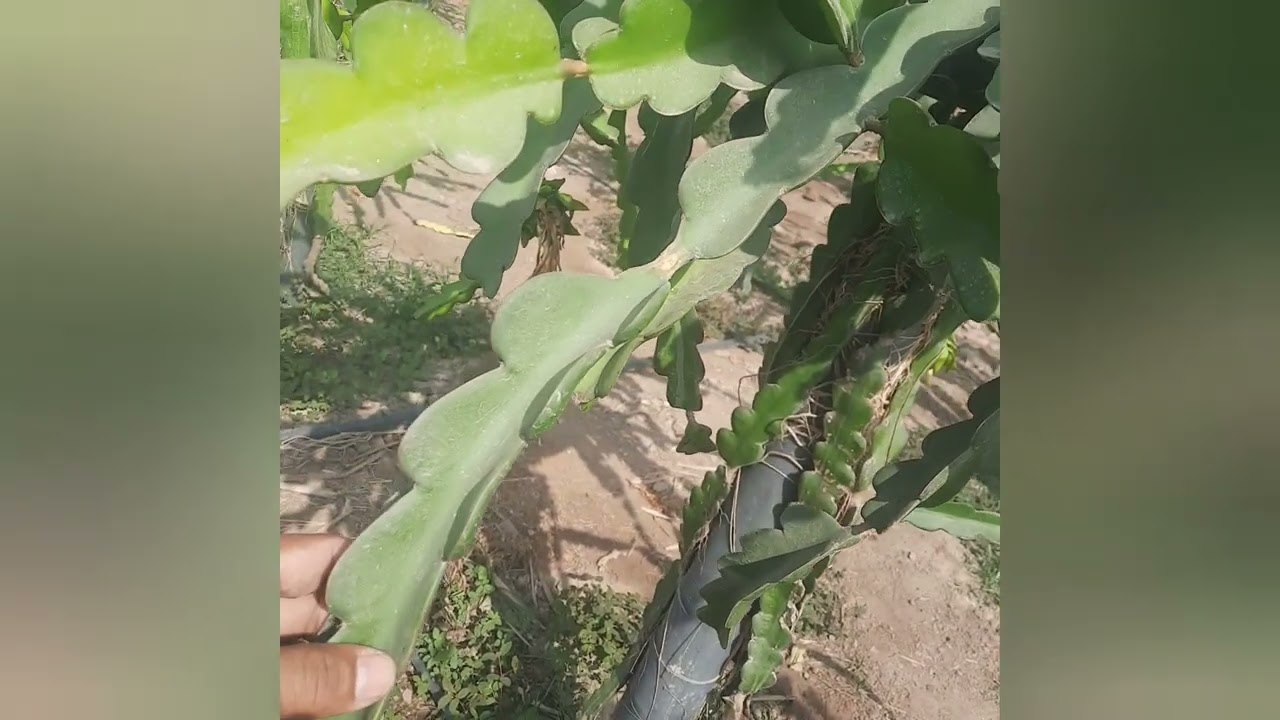 cual es la Variedad de pitahaya más rentable??? Síguenos 👉 #Campo_Agro // 968 015 900 📱