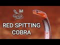 Deadly venomous Red spitting cobra (Naja pallida), wild snake in Kenya, rescue and venom milking
