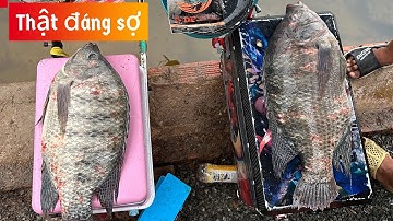 ✅ Câu cá rô phi mâm ở Miền Nam | DUY FISHING SAI GON