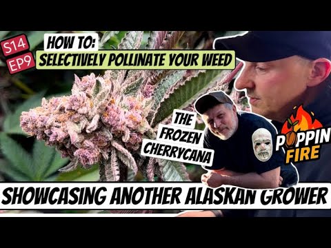 S14 EP9 | I Pollinate ONE Branch without Ruining the Harvest + showcasing another Alaskan growers 