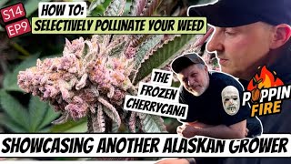 S14 EP9 | I Pollinate ONE Branch without Ruining the Harvest + showcasing another Alaskan growers 