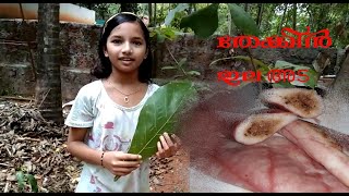 പവട ഇലയട Nombuthura Vibhavam Malabar Snacks Healthy Iftar Dish Easy Recipe