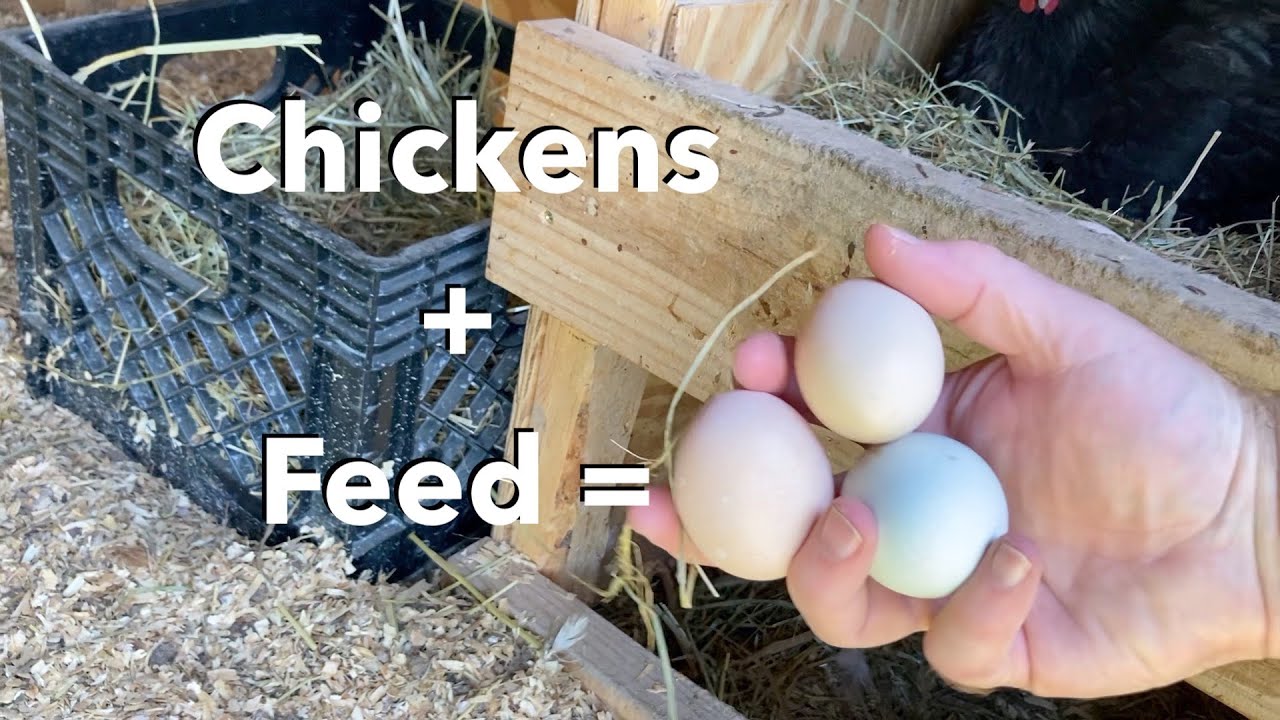 Care and Feeding of Chickens Moving the Spring Chickens YouTube