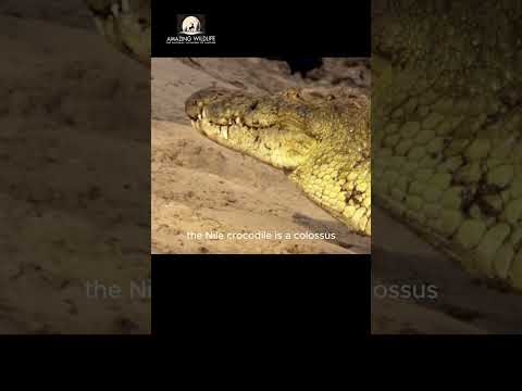 Caught in the Act: Crocodile Ambushes Prey in Stunning Attack