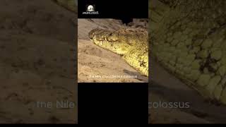 Caught In The Act Crocodile Ambushes Prey In Stunning Attack