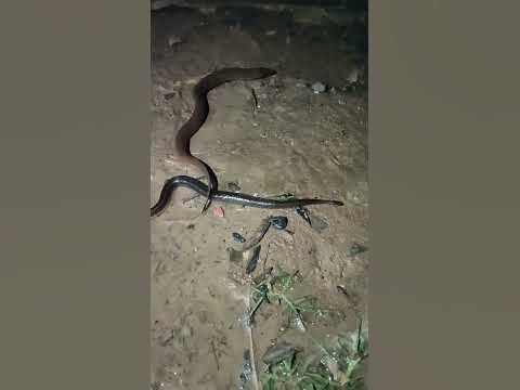 Eel and Snake - YouTube