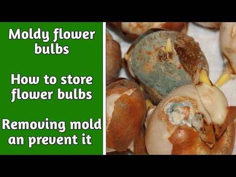 Video: Gray Mold Of Tulips