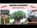 ANIMAL KINGDOM | Disney Vlogs | Day 4