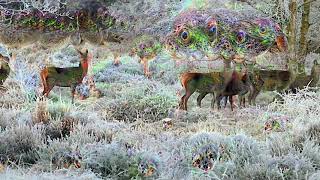 deep dreamed deer walking slowly (copyright / royalty free nature clip)