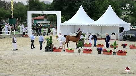 N 147 MISK AL ZOBAIR   16th Makkah International A H  Championship 2025   Mares 4 6 Years Old   Sect
