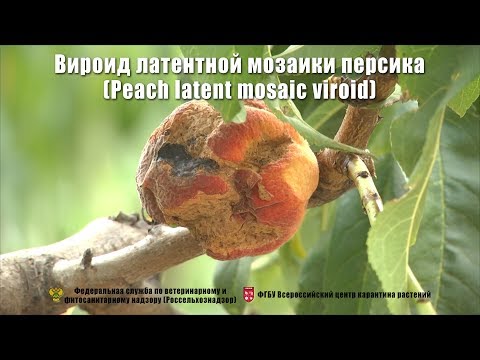 Видео: Что такое вирус мозаики персика Техас: симптомы вируса мозаики на персиках