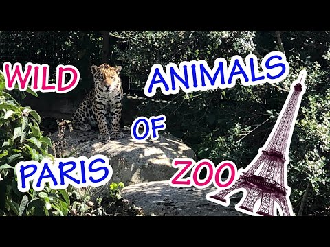 the-wild-animals-of-paris-zoo