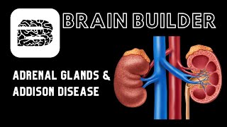 Adrenal Glands and Addison Disease | Endocrine System