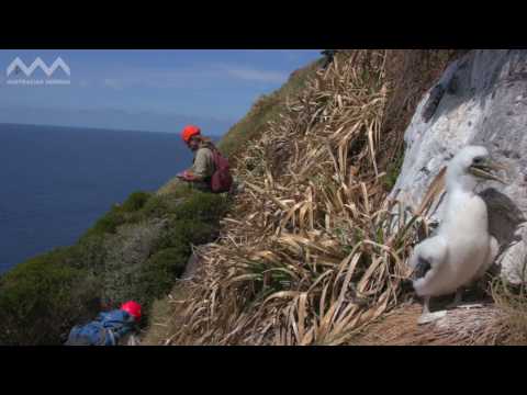 AM Expedition: Balls Pyramid