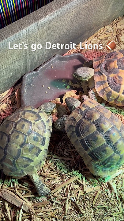 Secrets to a healthy, beautiful tortoise shell! 