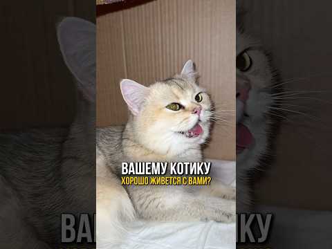 Как понять хорошо ли котику живется с вами?🫶🐈