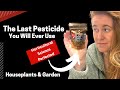 How To Properly Apply Predatory Mites To Plants. Using Grub Grenade In The Garden & Indoors