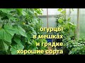 ОГУРЦЫ что любят.Какие СОРТА  выращиваю.ПОДКОРМКА и ПОЛИВ.