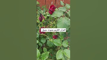القرآن الكريم بصوت جميل #duet #القران_الكريم #اكسبلور #تيك_توك #المصحف #لايك #ترند