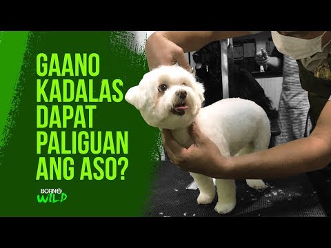Video: Gaano Kadali Itong Hugasan Ang Iyong Aso