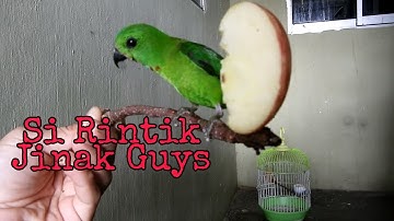 Burung Serindit Jinak