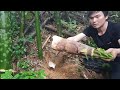 A Lot Of Early-Season Bamboo Shoots Are In The Forest, Survival Instinct, Wilderness Alone (ep75)