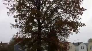 Sandy trying to rip off 300ft tree