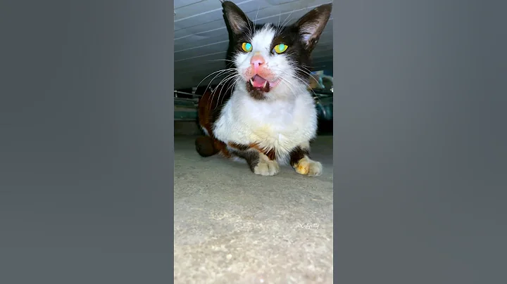 Watch the video about 😭Hungry cat sound | cat meowing for food| cuty kitty| #shorts #cat #catsound #youtube #youtubeshorts