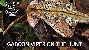 Deadly venomous Gaboon viper (Bitis gabonica) kills mice in the African rainforest, snake hunt