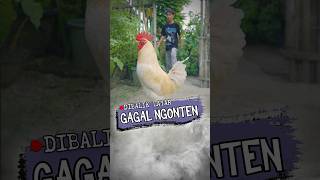 Gagal Ngonten | Dibalik Layar #marvincalla