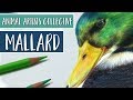 Animal Artists Collective |  Drawing a MALLARD DUCK with Colored Pencil