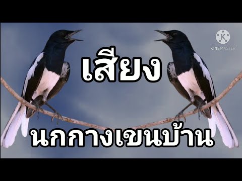 เสียงนกกางเขนบ้านหรือนกบินหลาขี้ควายใต้ l สำหรับต่อ