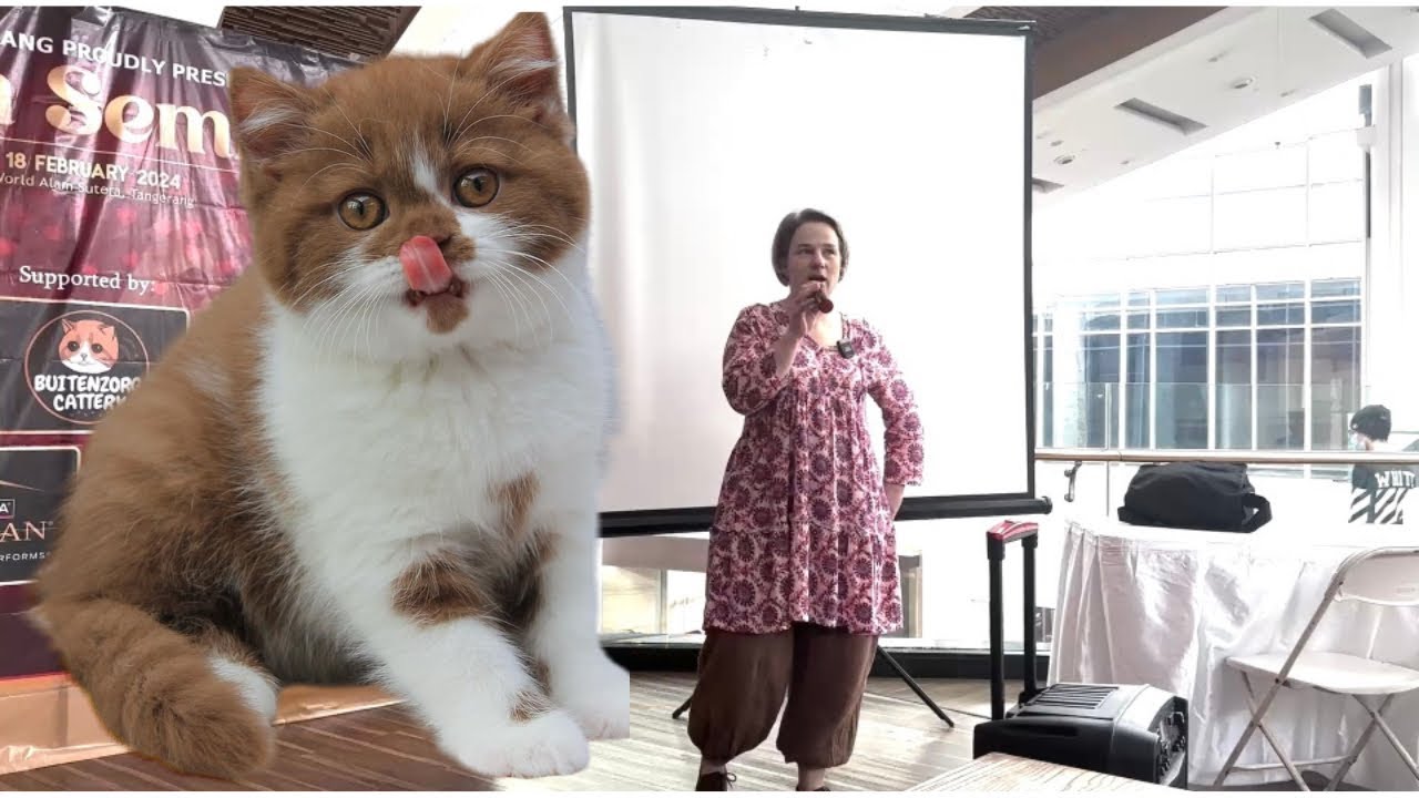 kucing-british-shorthair-temperamen-yang-baik-itu-seperti-apa-youtube