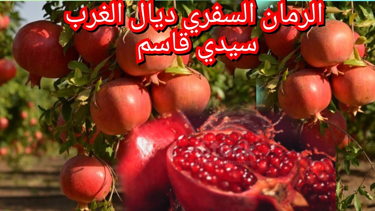 الرمان نوع السفري من منطقة الغرب سيدي قاسم