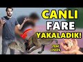 CANLI FARE YAKALAMA ANI - YENİ CİVCİVLER - EVİ BOYADIK!!!