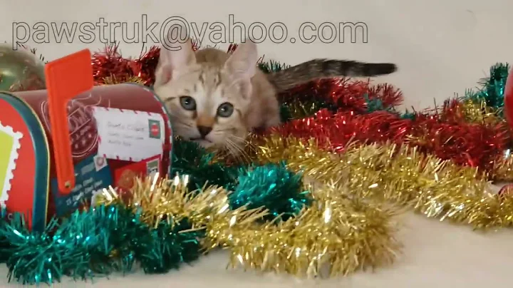 Watch the video about Snow Genetta kitten Koopa Dec 2023