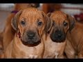 From zero to six months with rhodesian ridgeback puppy